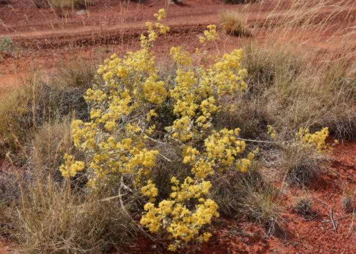 Australian Desert Plants Lamiaceae
